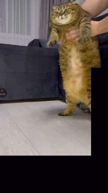 котик