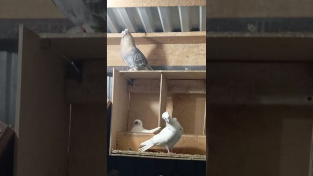 эти звуки лечат душу