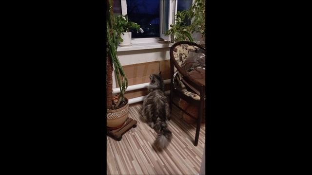 Кот. Кос