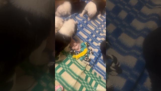 Малыши староанглийской овчарки (Бобтейл)