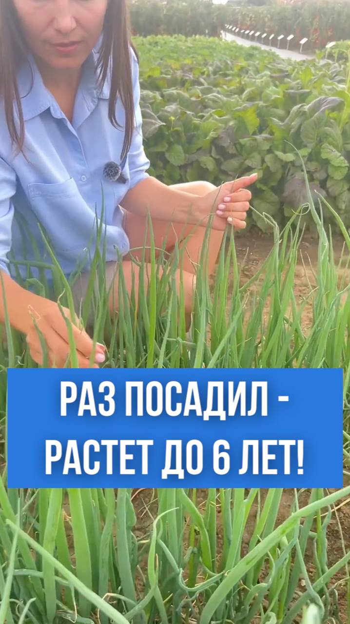 Многолетний лук батун на перо. Какой сорт лука батуна посеять.
