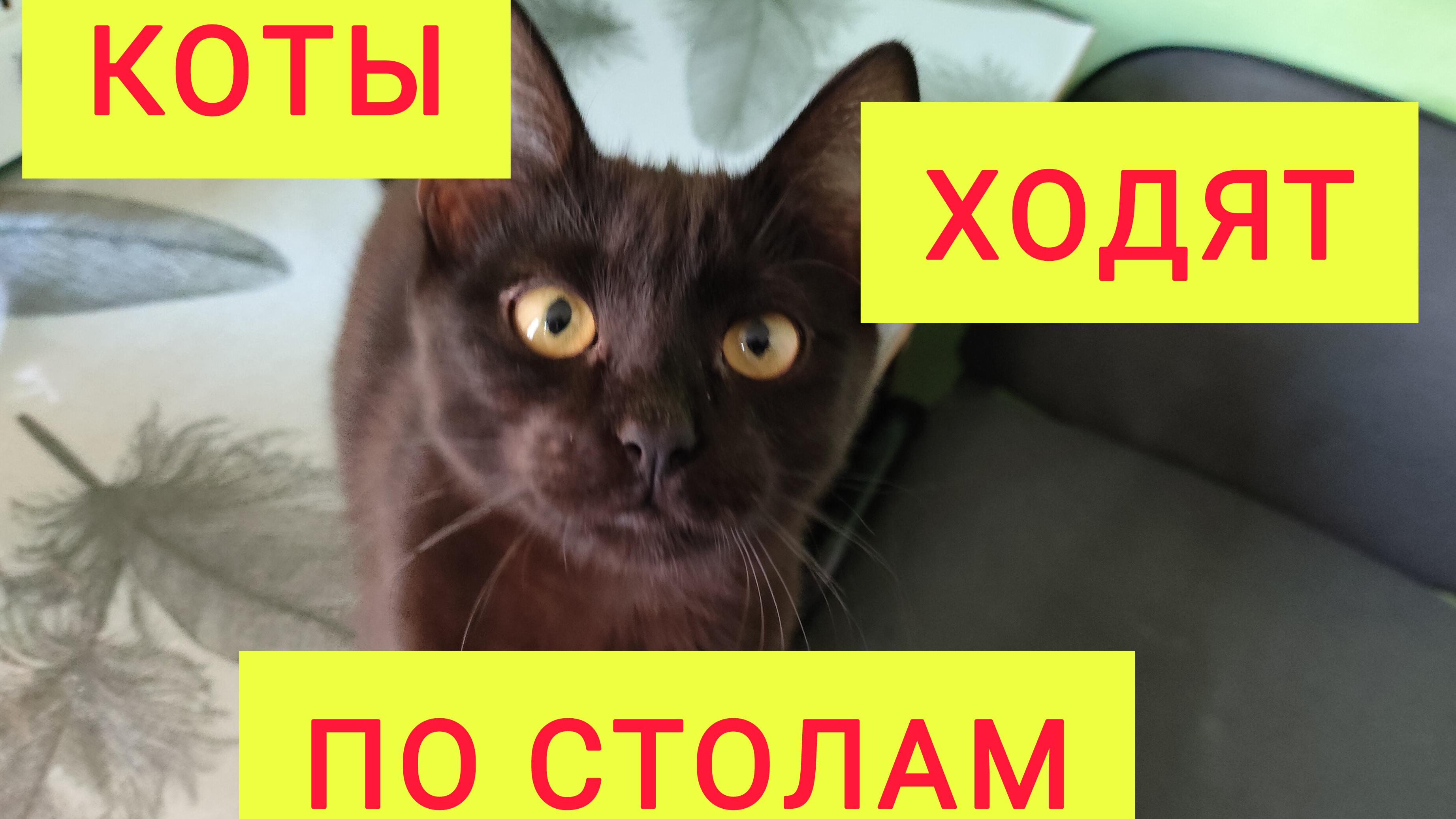 Переехали на ЮГ/Коты ходят по столам, от нас идут ОТПИСКИ/Закупка и ОБЗОР продуктов/Как ПОХУДЕТЬ