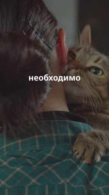 Собаки или кошки кого выбрать?