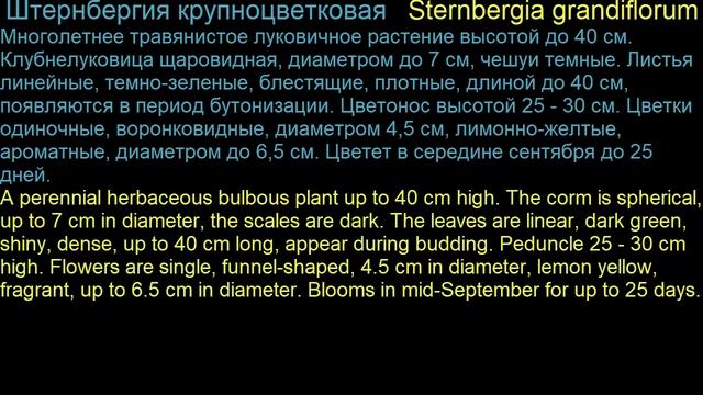 #Шпрекелия  #Штернбергия  #Элеорхис Garden flowers225 Декоративные растения