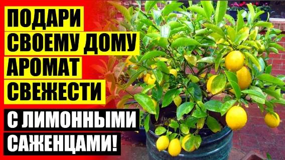 ⚡ ЛАЙМОВОЕ ДЕРЕВО КУПИТЬ 🔵 КУПИТЬ ЛИМОННОЕ ДЕРЕВО В ГОРШКЕ ⚪