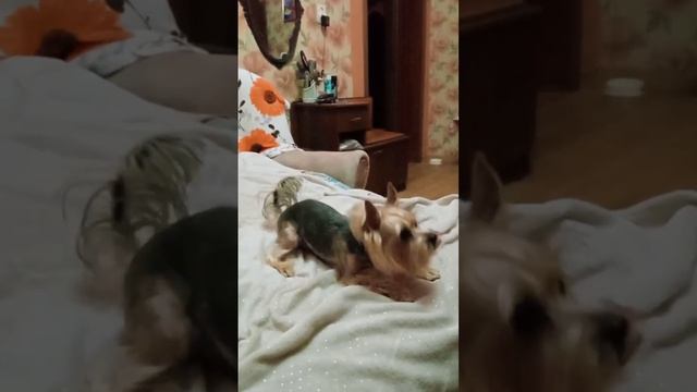 Мартюшка