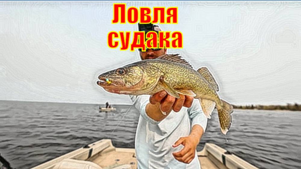 Ловля судака