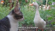 Пекинский селезень Тимур и его кошки 🥰 выпуск (2)