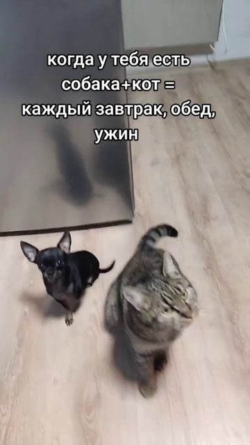 Юмор