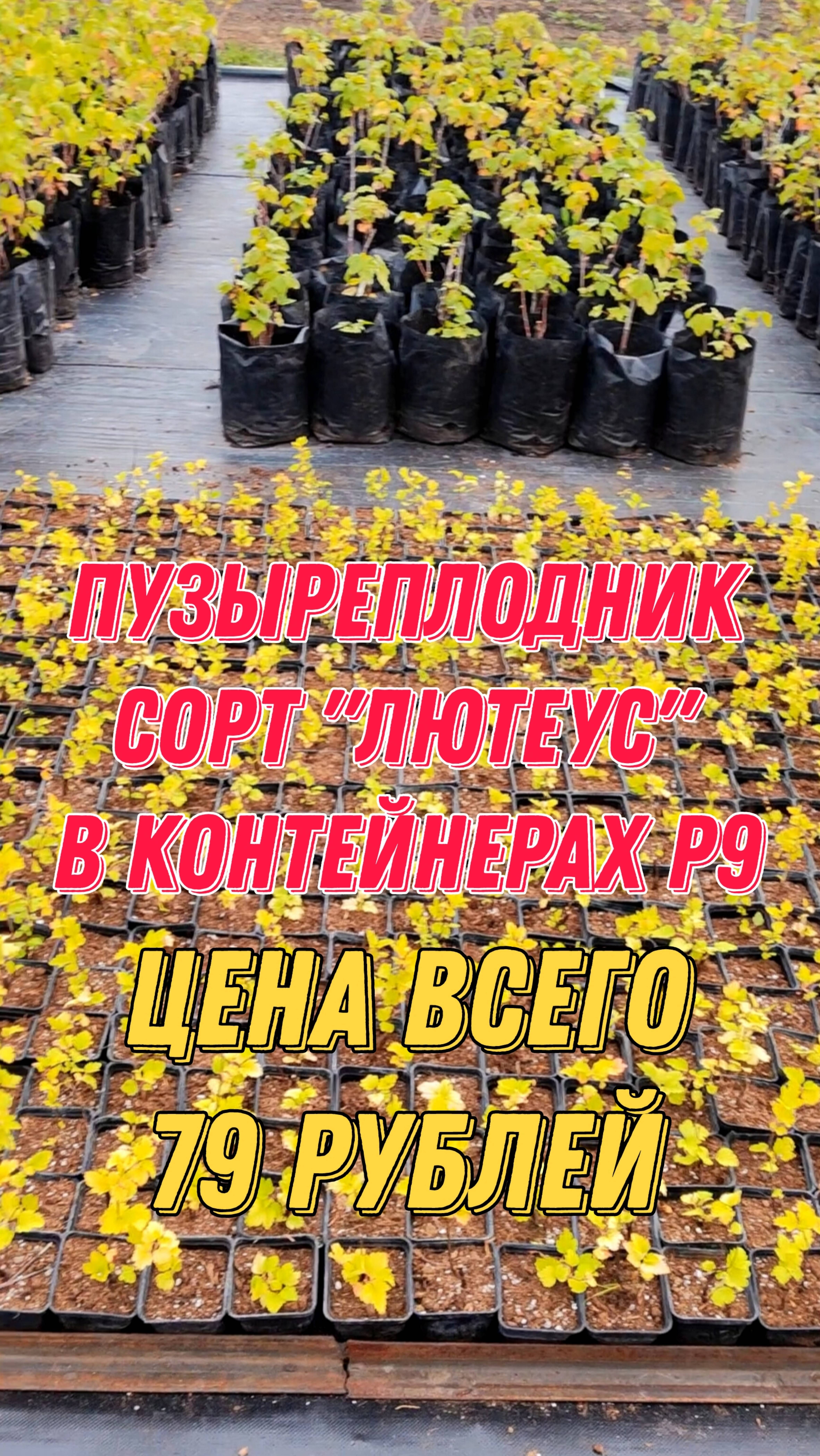 Пузыреплодник сорт "Лютеус" в контейнерах P9. Цена всего 79 рублей. What's App +79257080011