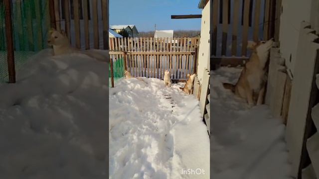 Спасенным щенкам срочно нужен дом🥺