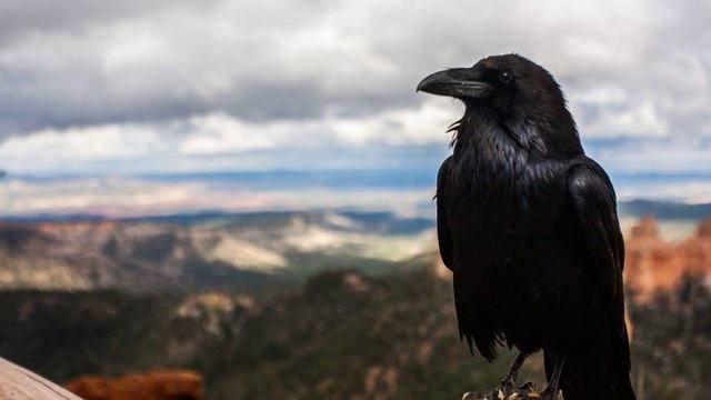 Ворон (Corvus corax)