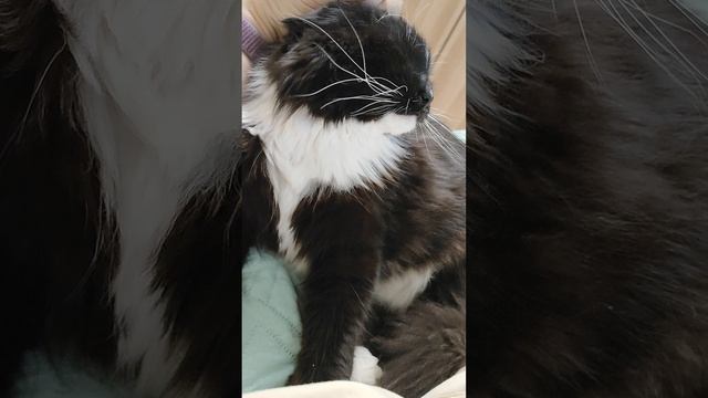 Уезжала от котов, обиделись 😀. Но простили..