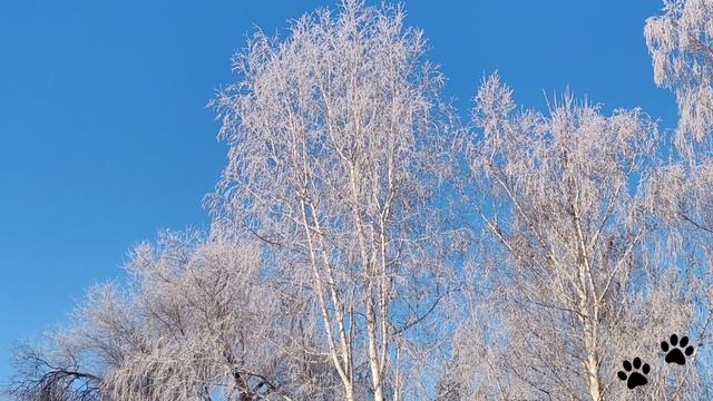 Иней на берёзах и небо голубое