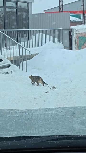 Кот орудует