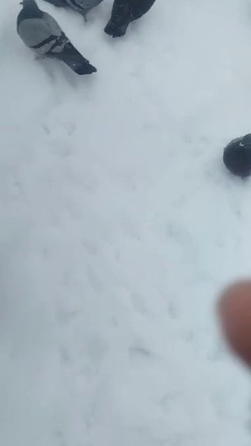 1000049458.mp4