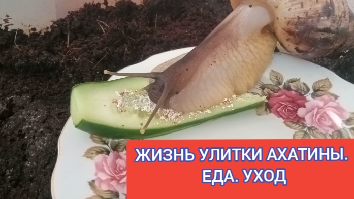 ЖИЗНЬ УЛИТКИ АХАТИНЫ. УХОД. ПИТАНИЕ