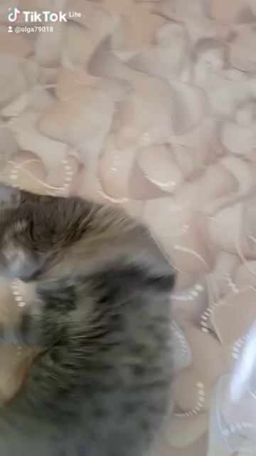 37ca7c83-6b69-4325-91da-b65ba4c7a32d-watermark.mp4
##cat#балдеет🐱