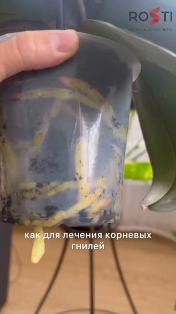 ТРИХОДЕРМА ЛЕЧИТ КОМНАТНЫЕ ЦВЕТЫ И ОРХИДЕИ ОТ ГНИЛЕЙ #сад #орхидеи  #триходерма #цветоводство