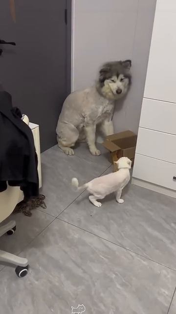 Собаки vs коты