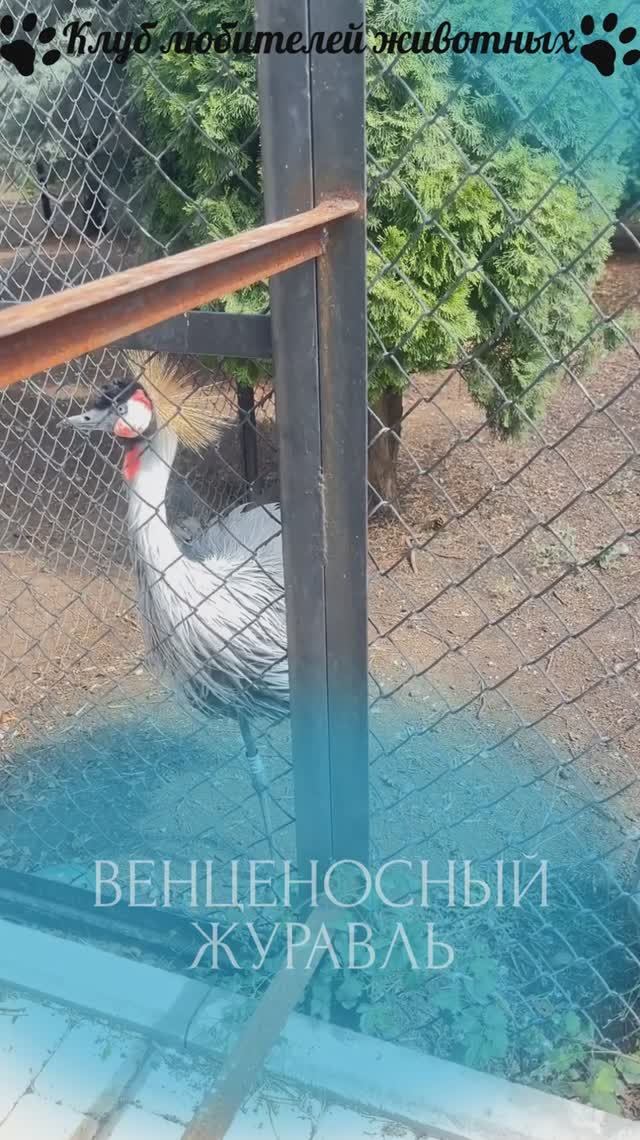 Венценосный журавль