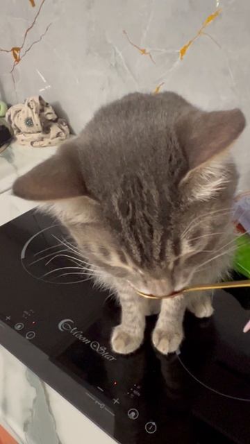 Кот пробует красную икру 😺