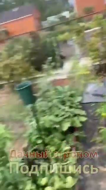 Не зовите нас в гости если огород у вас не такой Дачный агроном