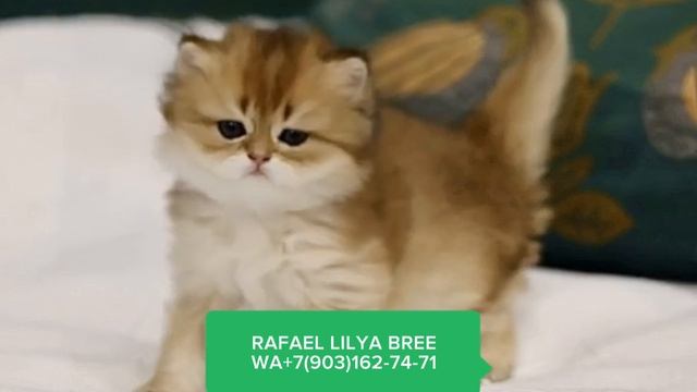 Длинношерстный золотой британский котенок
