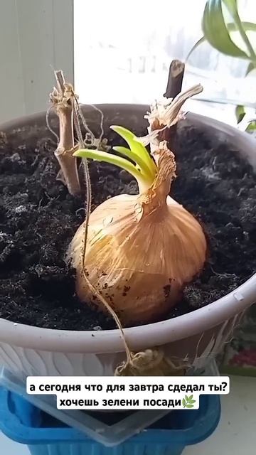 Зелень на подоконнике