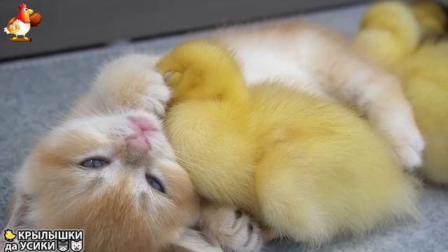Утята и Цыплята - Кошки и котята - (1) Хвостики да Усики ❣️