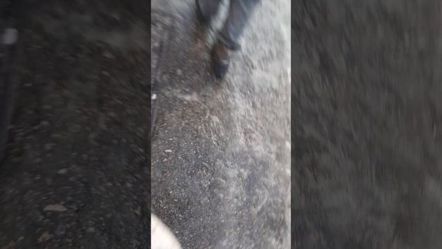 почкакшуш