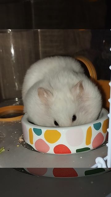 Сирийский хомяк