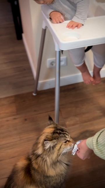 Кому что … #shorts #cat #котики #мейнкун #детииживотные #cheftea #чай