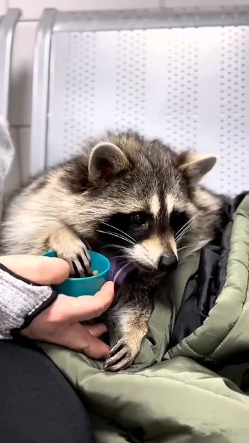 🦝В ветеринарную клинику Зеленограда поступил енот Шелдон🦝