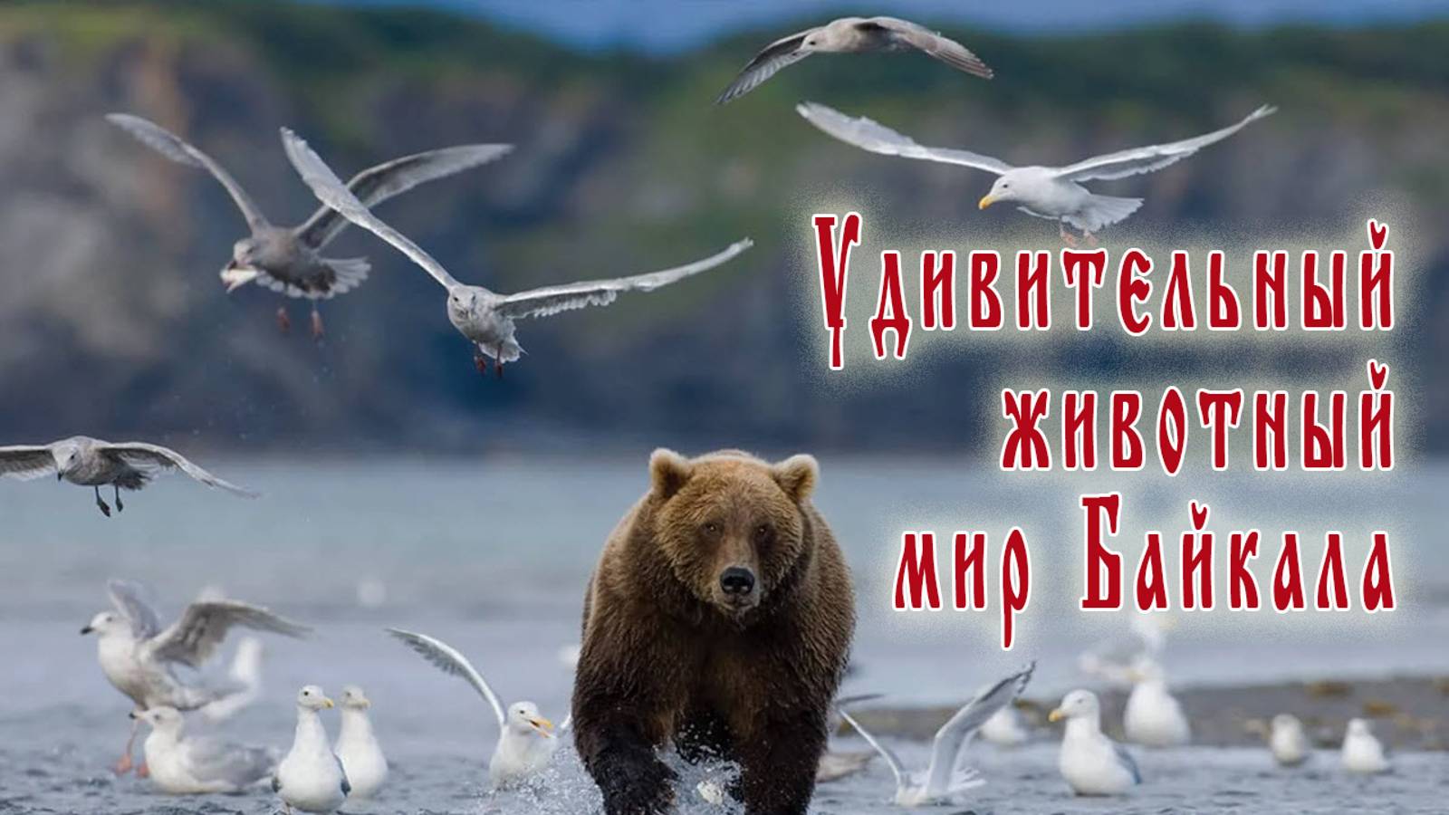 Животный мир Байкала.  Легенды великого озера