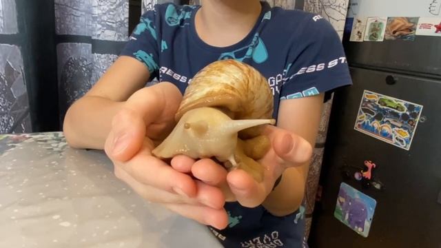 Кто у меня живёт?
