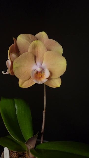 Phal. Younghome Walle 06139