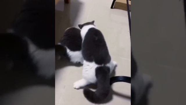 Собачки и котята