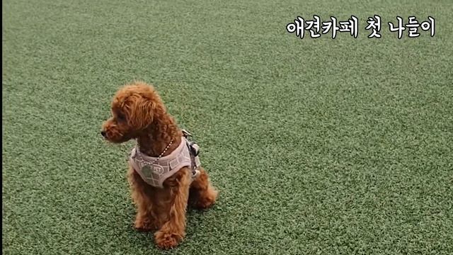 푸들 4개월부터 6개월까지 성장log