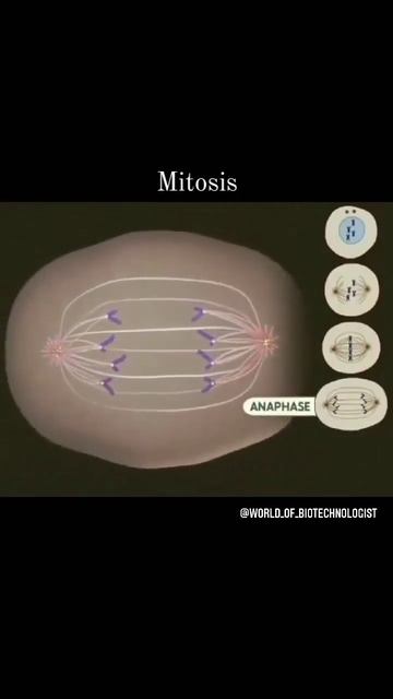 Mitosis standard 12th.|cell division |cell cycle  #short #shortvideo  #subscribe