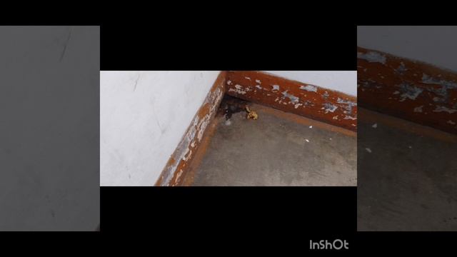 Из за того что,у нас открыты все двери в подъезде дома,😺коты гадят,а нам приходится это всё,за ними