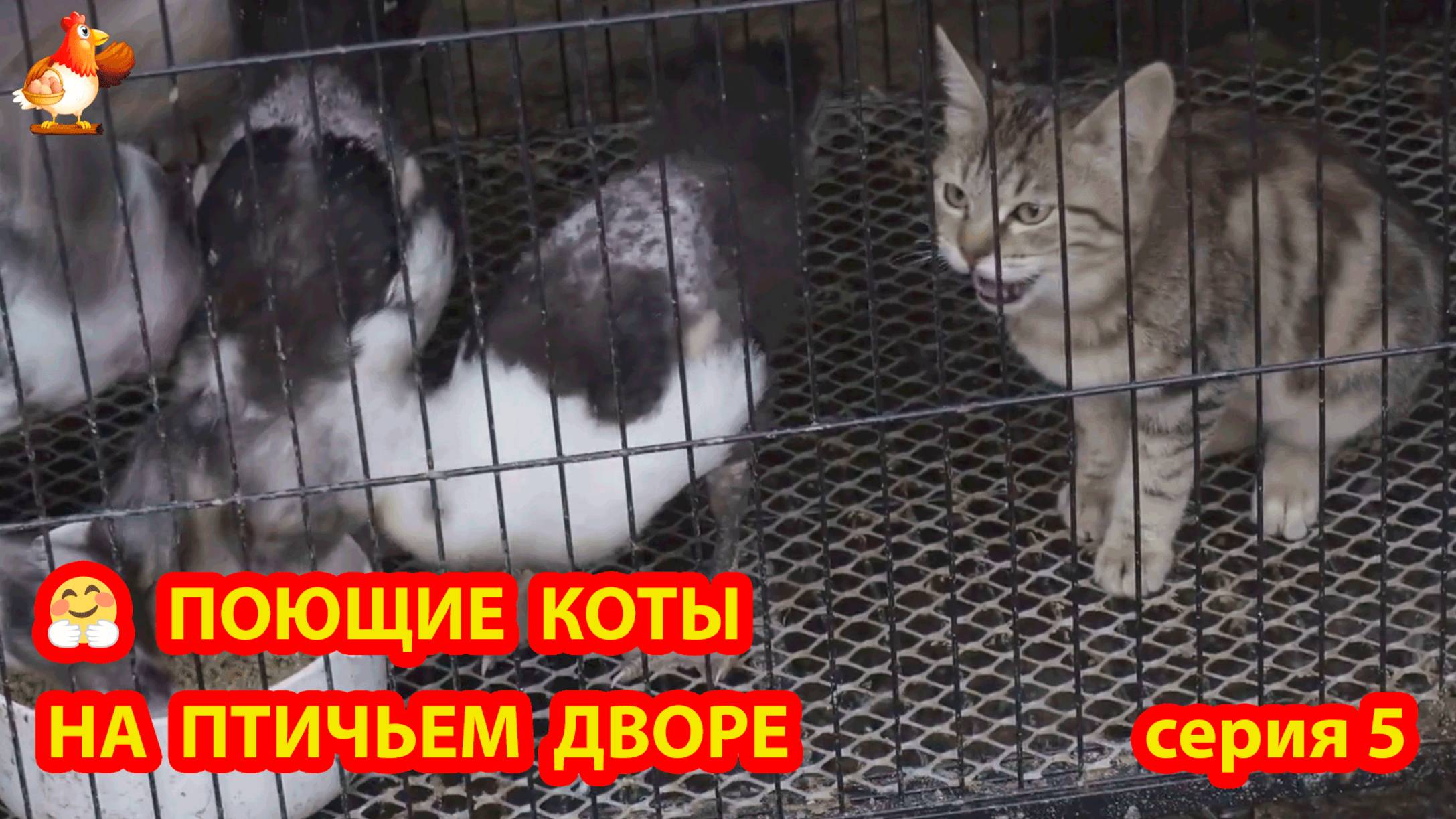 Крутые коты у птичьего двора серия 5 🐈🐈⬛😹 Природа Абхазии и подворье с птицами и животными ❣️