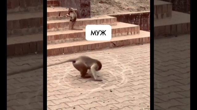 Реакция мужа😄