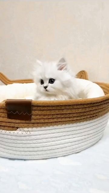 Чудо,как хороша😍🌸