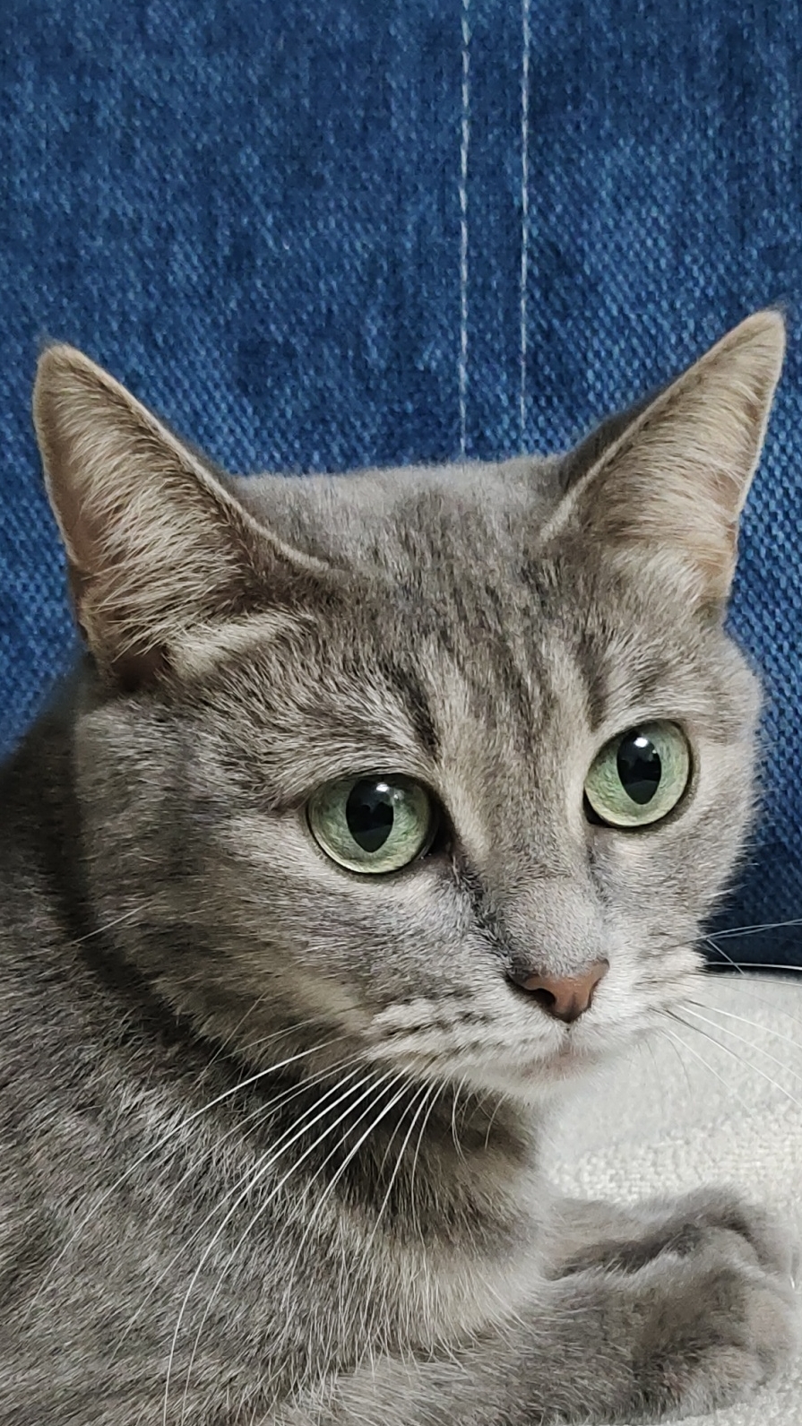 МЯУ😺