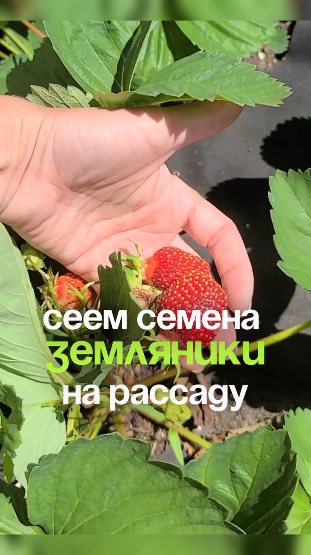 Сеем землянику на рассаду 🍓