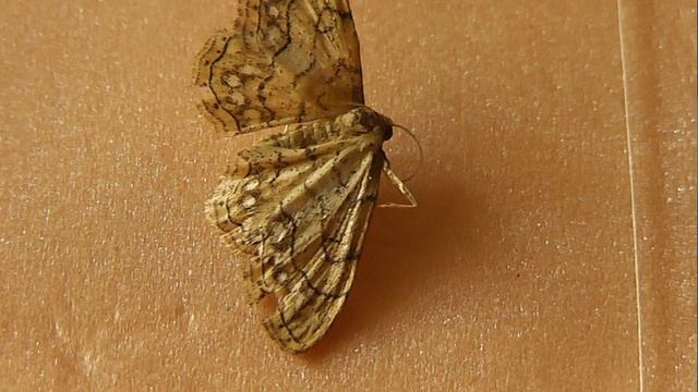 Idaea moniliata (пяденица разрисованная)