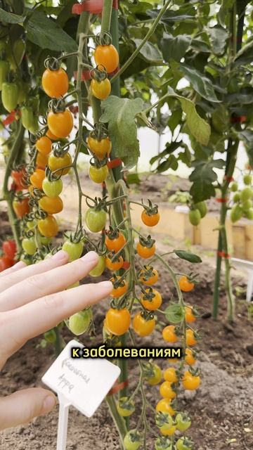 Любимый томат опытных дачников