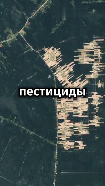 Удивительные факты о пчелах и их роли в экосистеме #shorts #шортс #интересныефакты #наука #факты