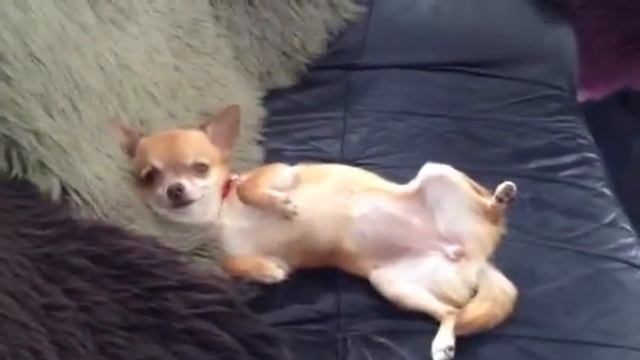 Mon petit DREAM a la paresse. Моя маленькая собачка My little chiwawa